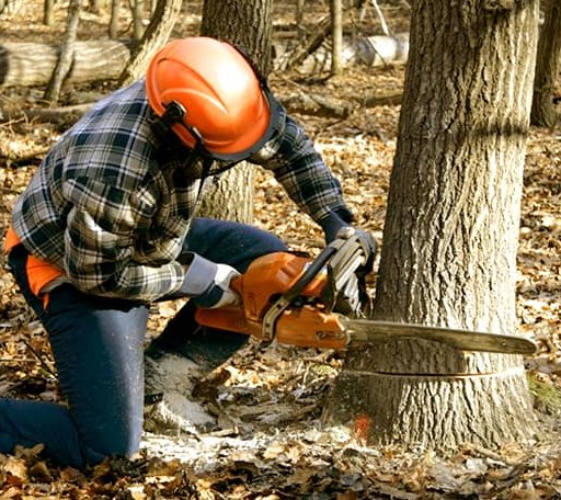 Tree Removal in Robbinsville, NJ